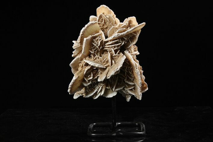 Selenite Desert Rose on Stand - Chihuahua, Mexico #264521